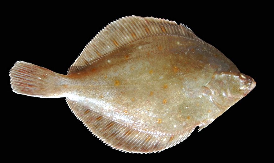 Pleuronectes platessa_03.jpg